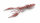 Nays Creaturebait CRTR 4.0 inch C-13